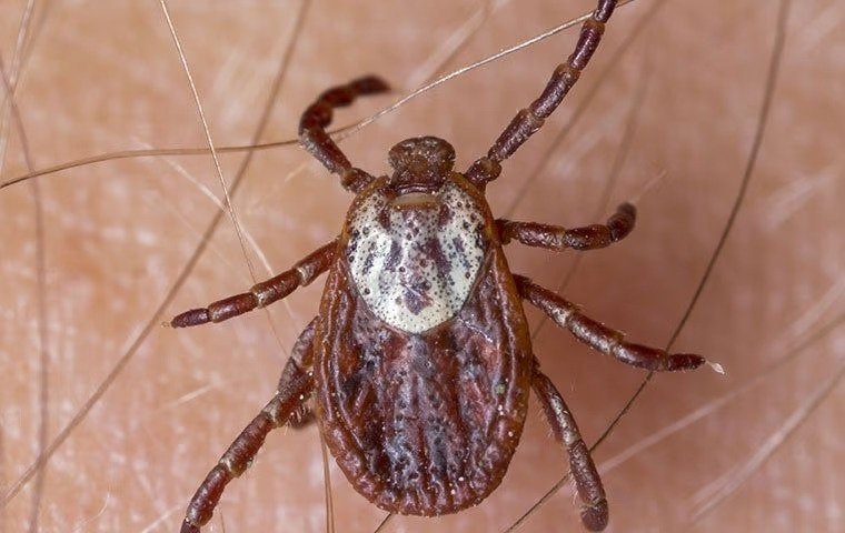 Understanding Tick Behavior And Biology: What McKinney Residents Need To Know