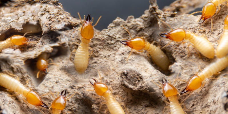 How Do I Get Rid of Termites?