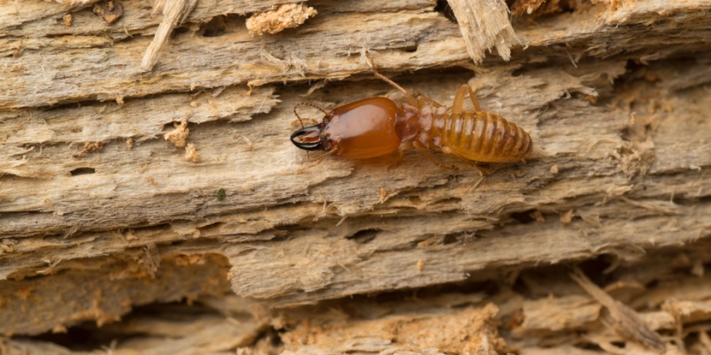 Termite Prevention Tips for Melissa, TX Homeowners