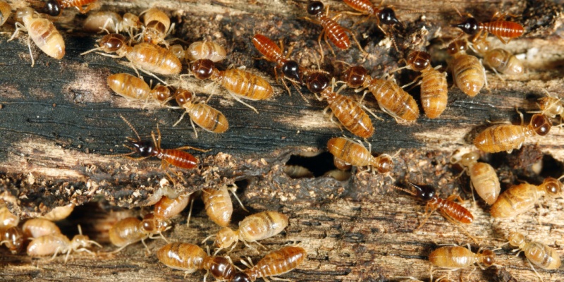 How Often Should I Have a Termite Inspection?
