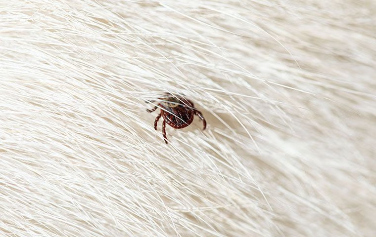 Tick Talk: Effective Prevention And Control Strategies For Your McKinney Property