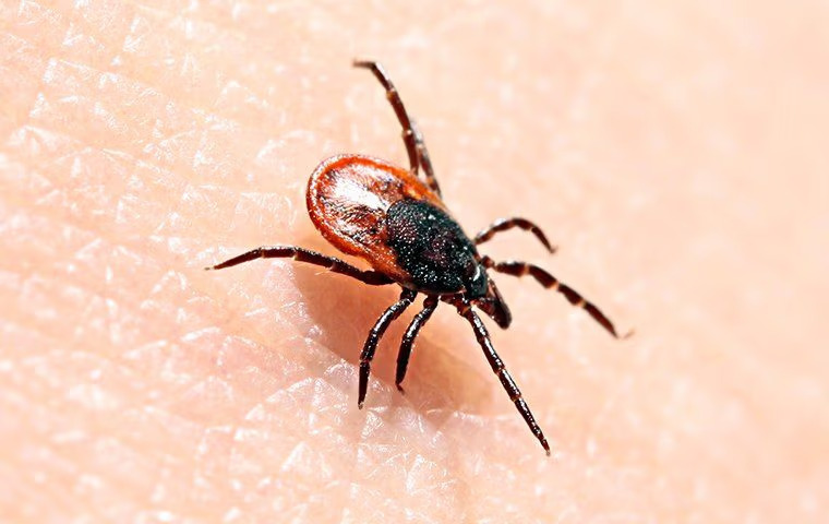 Guide To Tick Prevention In Anna