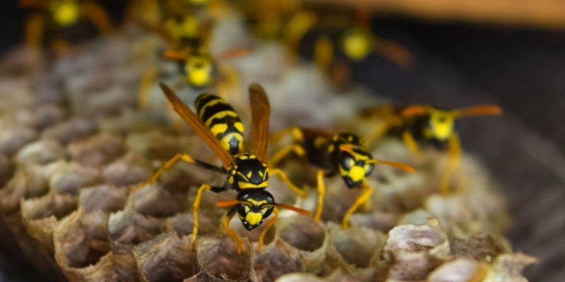 Wasp Problems for Anna, TX Homeowners