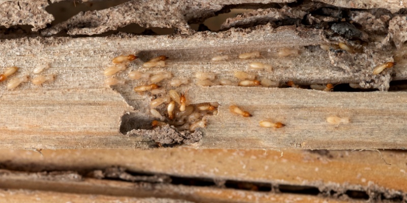 Best Termite Exterminators in Anna, TX