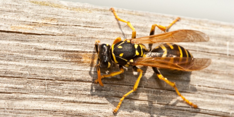 Protect Your Anna, TX home from Yellow Jackets
