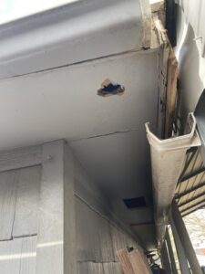 A hole chewed clean through a soffit panel by rodents, with further damage along the fascia beside it.