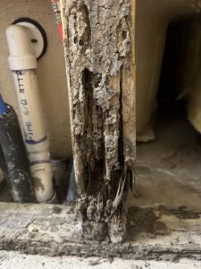 This picture shows heavy termite damage in the wood studs